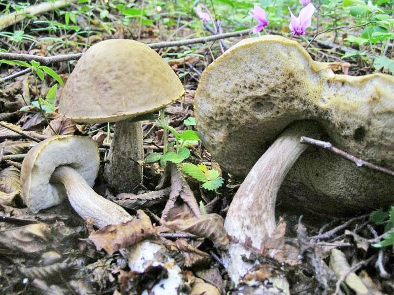 Leccinum pseudoscabrum